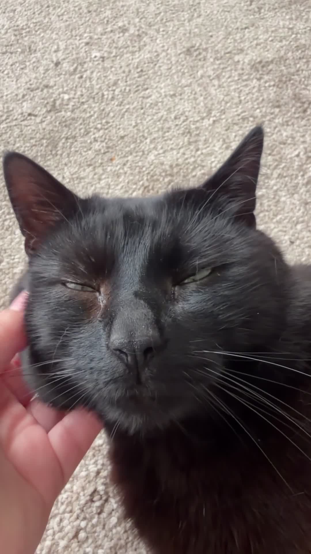 Domestic Shorthair cats for sale: Bandit – Cat Looking for a Loving Home - Video 2