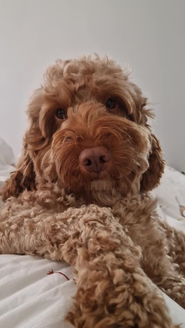 Cockapoo dogs for stud: F1b Red Proven Cockapoo DNA Tested F/F for Stud  in Coventry - Video 3