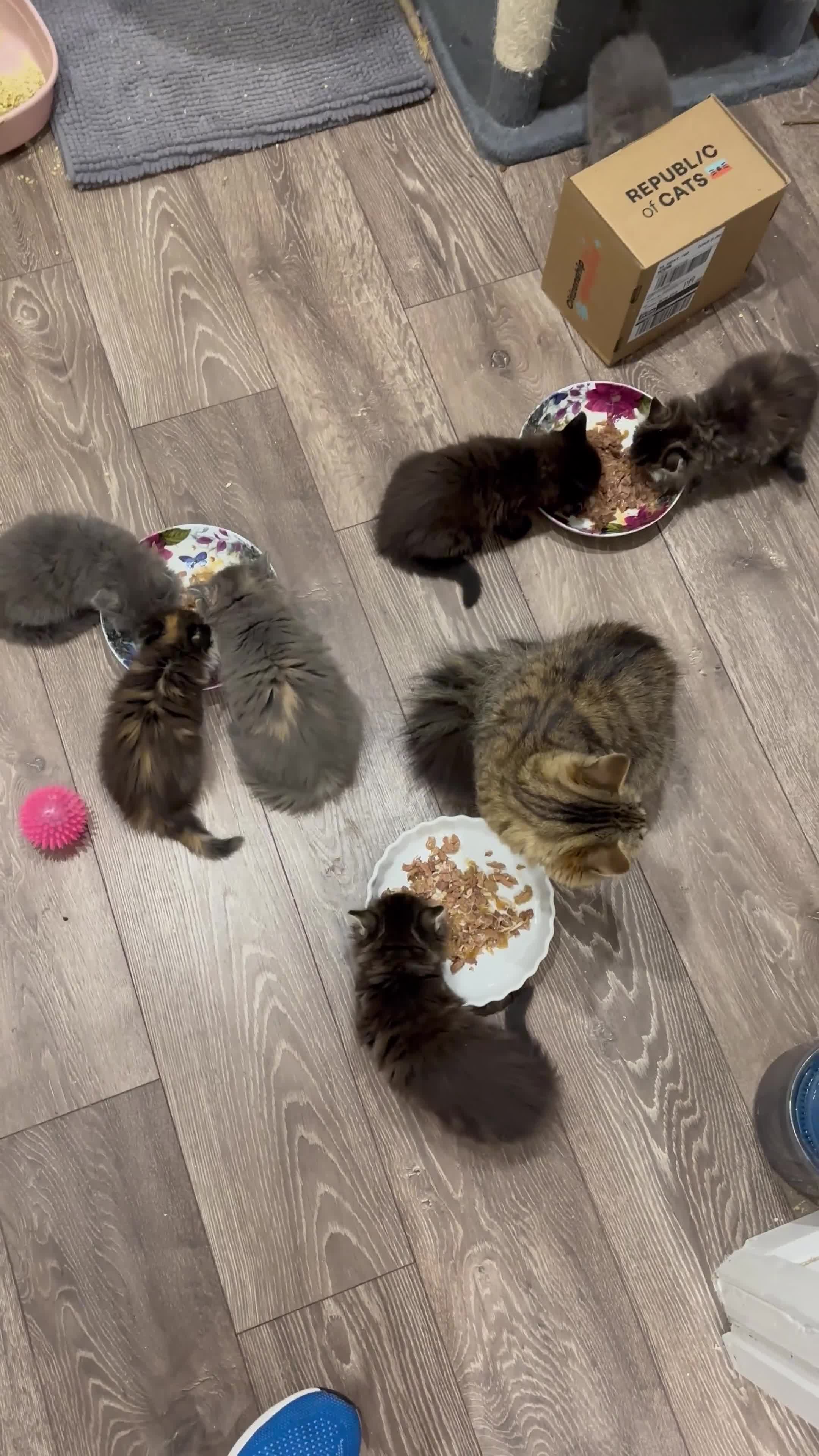 Norwegian Forest Cat cats for sale: Stunningly gorgeous Norwegian Forest Kittens - Video 1