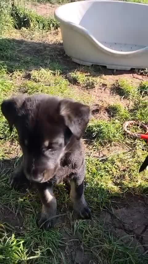 German Shepherd dogs for sale: 6 Beautiful German Shepherd Puppies (3 LEFT) - Video 3