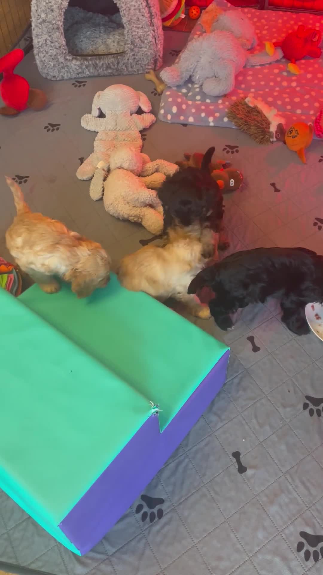 Cavapoo dogs for sale: Cavapoo - Video 1