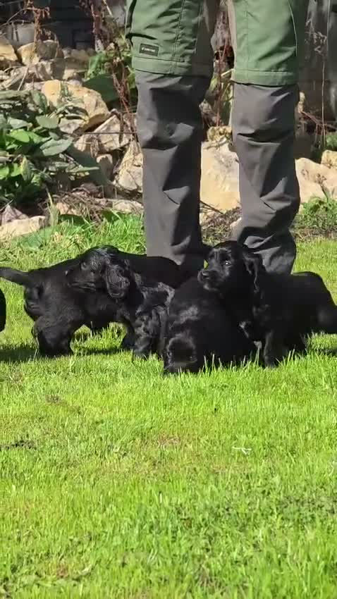 Mixed Breed dogs for sale: UNIQUE LITTER,GOLDEN RETRIEVER X ESS,GORGEOUS PUPS - Video 1