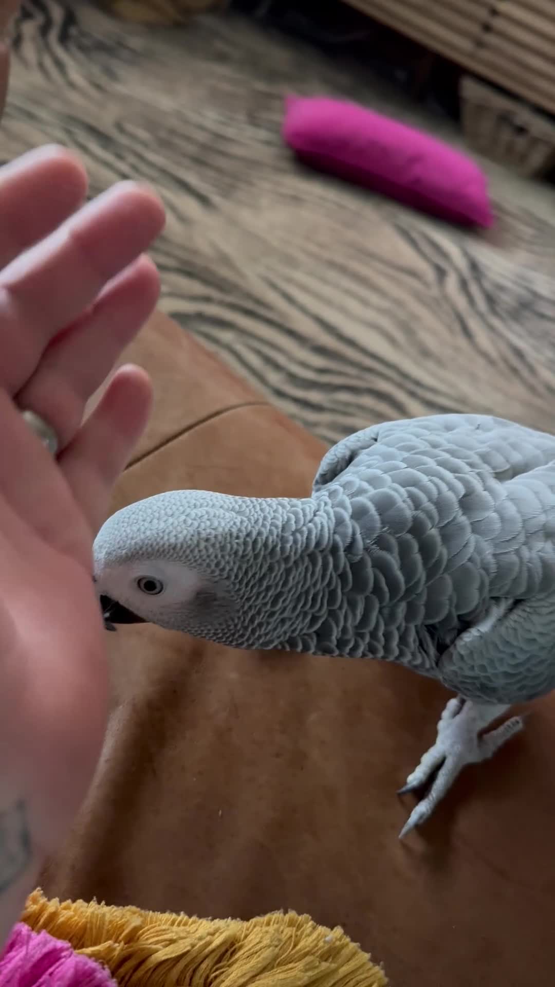 Parrots birds for sale: African Grey  - Video 1