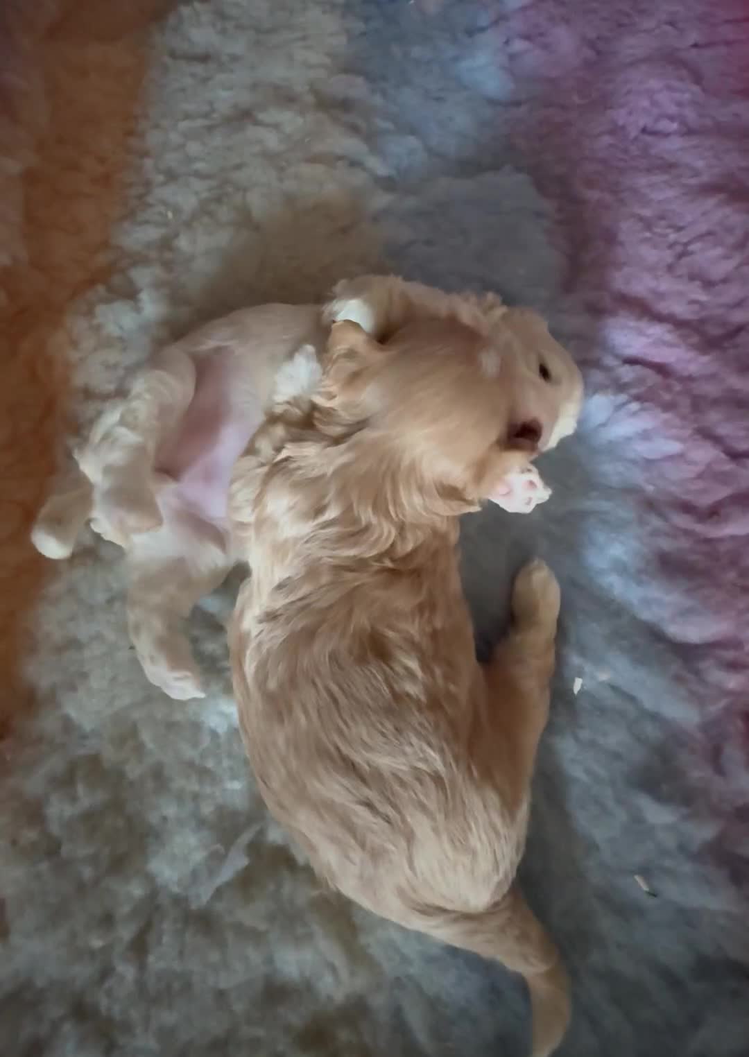 Maltipoo dogs for sale: 💗 Maltipoo Puppy – DNA Clear, Family Raised 💗 - Video 1