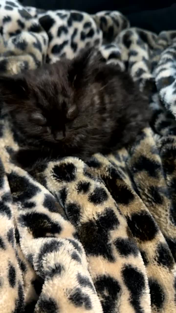 American Shorthair cats for sale: Beautiful Kitten - Video 1