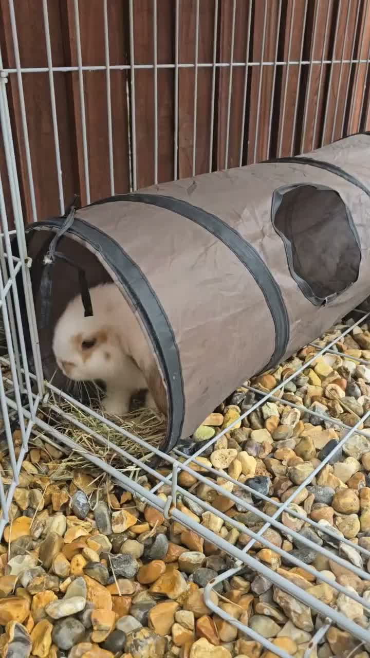 French Lop rabbits for sale: Giant french lop babies - Video 1
