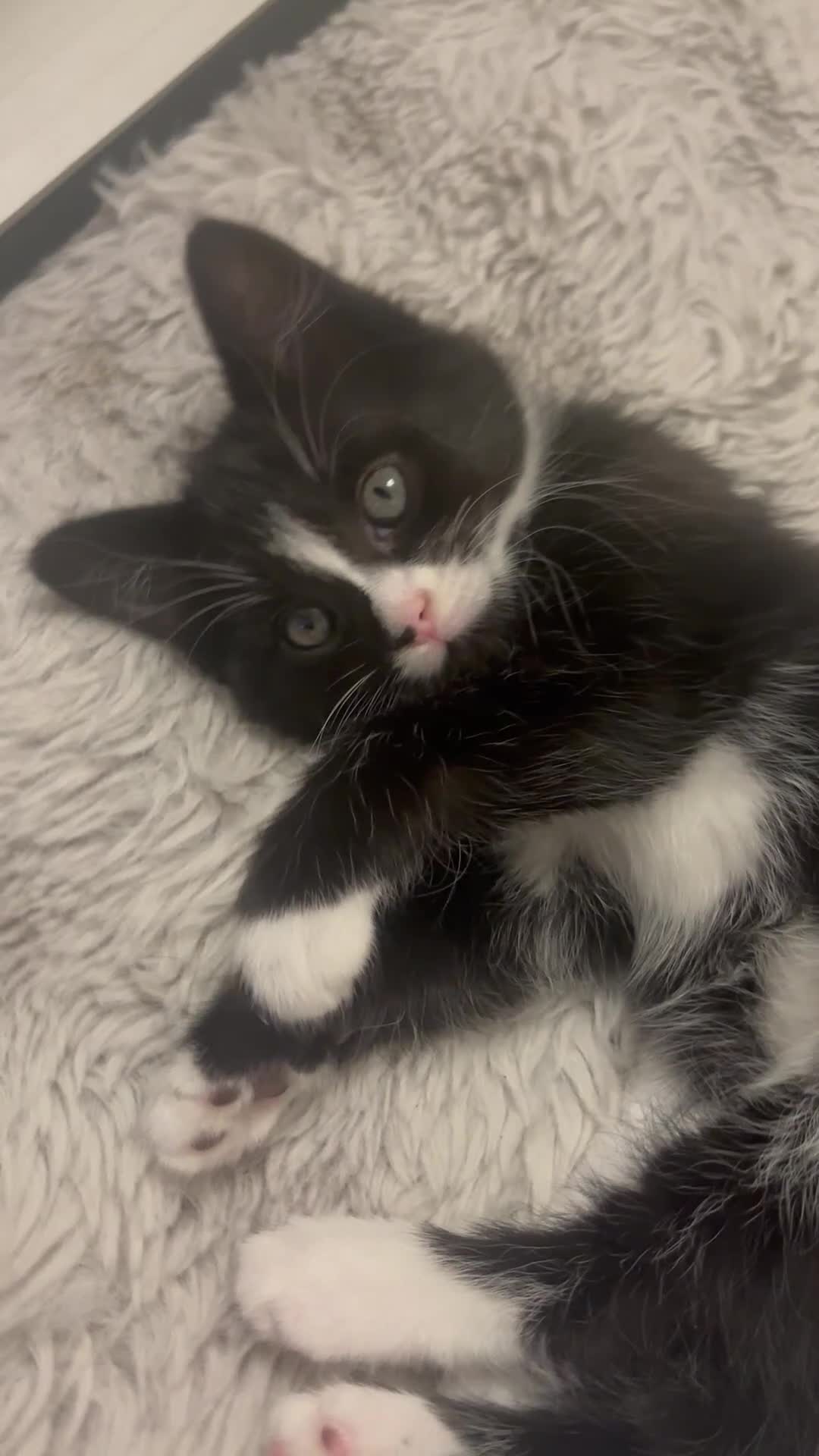 Mixed Breed cats for sale: Fluffy, playful kittens - Video 1