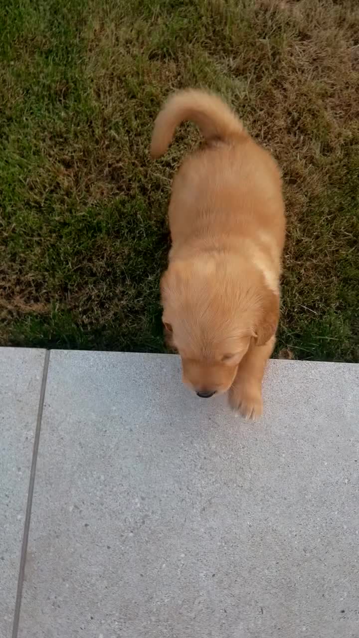 Golden Retriever dogs for sale: 2 beautiful golden boys left!✨🐾 - Video 2