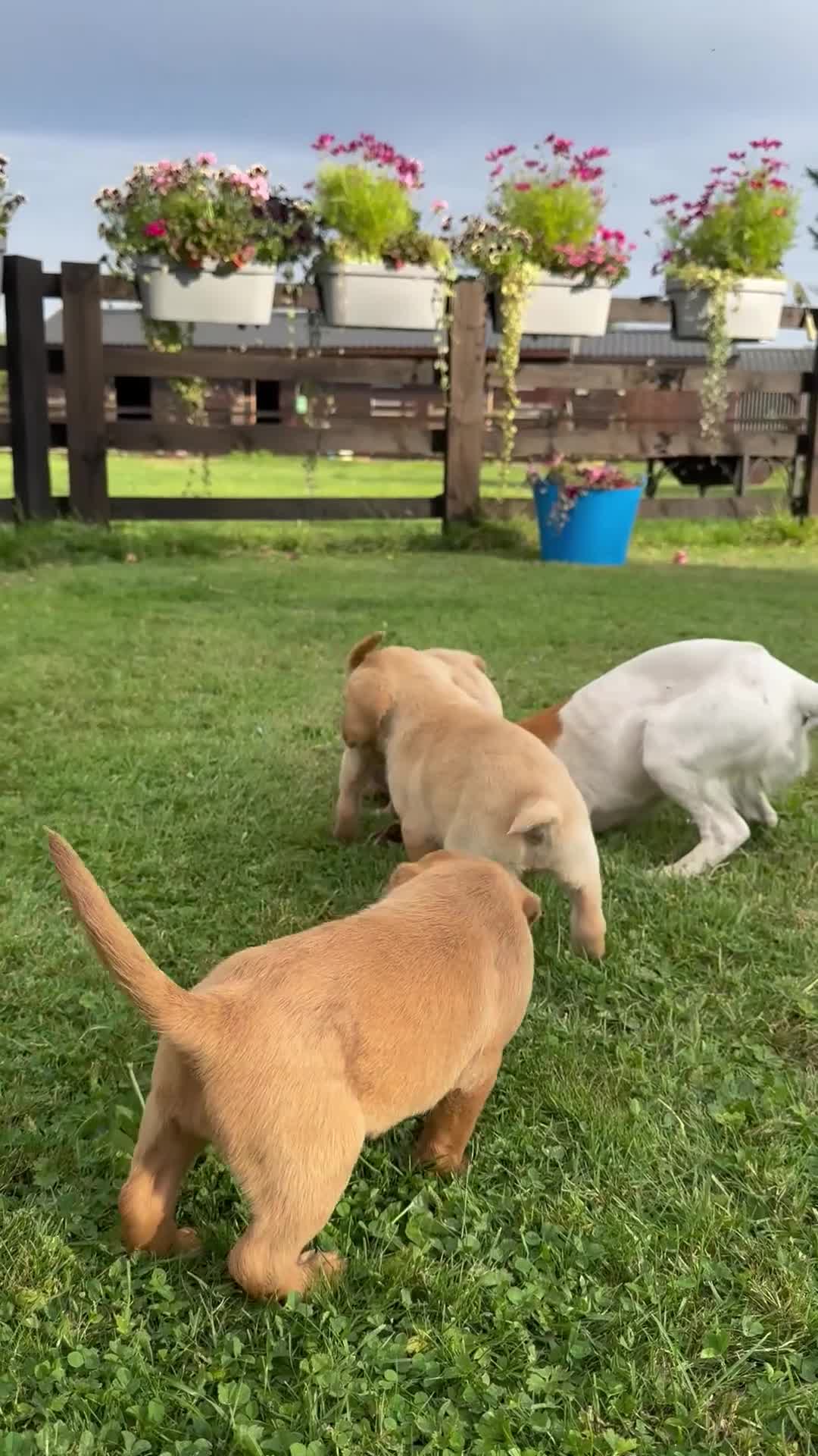 Labrador Retriever dogs for sale: Beautiful red Labrador puppies - Video 2