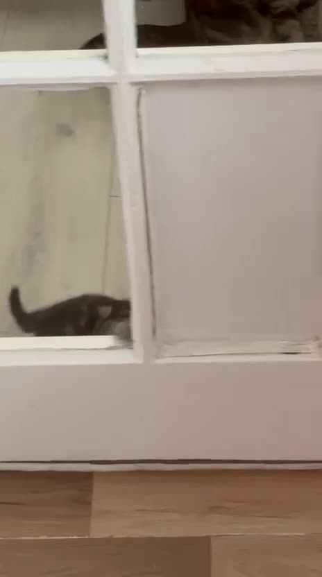 Mixed Breed cats for sale: Ch417dp  - Video 2