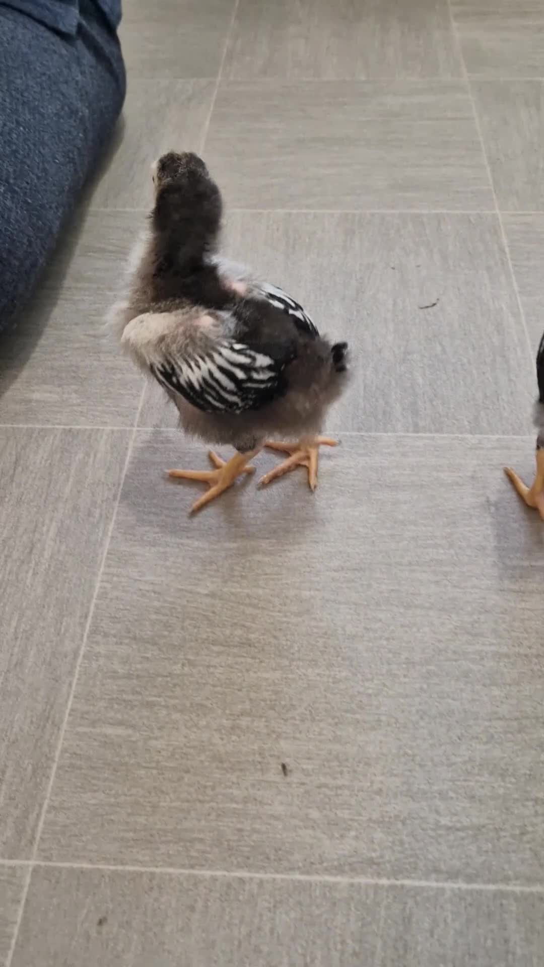 Chickens poultry for sale: Silver laced wyandotte bantam chicks - Video 2