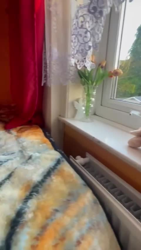 Miniature Pinscher dogs for sale: Beautiful Miniature Pinscher . - Video 4