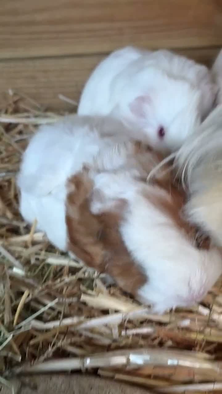 Guinea Pig rodents for sale: Baby guinepigs and adult  - Video 2