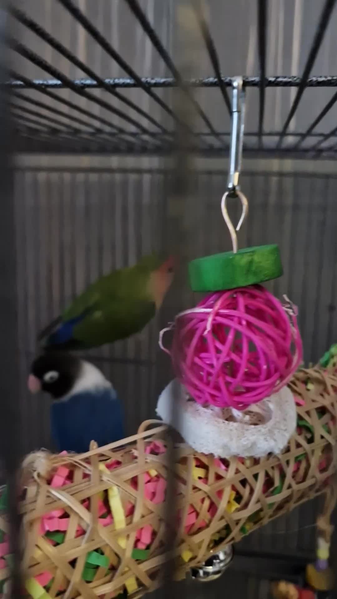 Lovebirds birds for sale: 2 love birds for sale  in London - Video 1