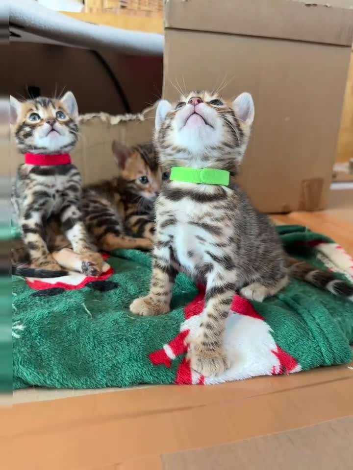 Bengal cats for sale: Stunning TICA registered Bengal kittens - Video 3