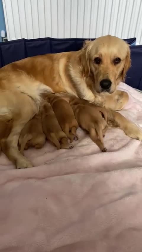 Golden Retriever dogs for sale: 6 beautiful golden retriever pups - Video 2