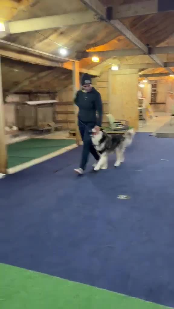Siberian Husky dogs for stud: Siberian Husky Shadow is waiting for your girl - Video 1