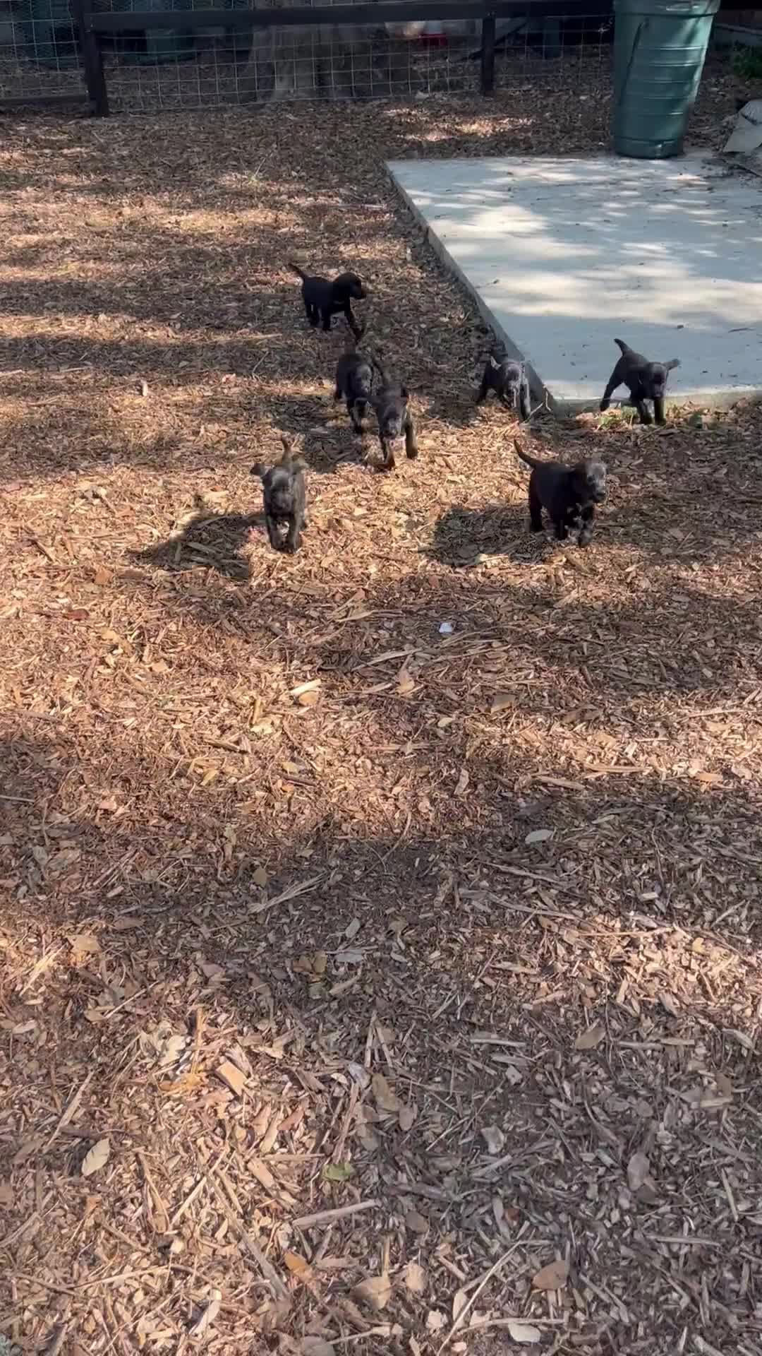Labrador Retriever dogs for sale: 🐾  Champion Bloodline Health Tested Labradors🐾 - Video 2