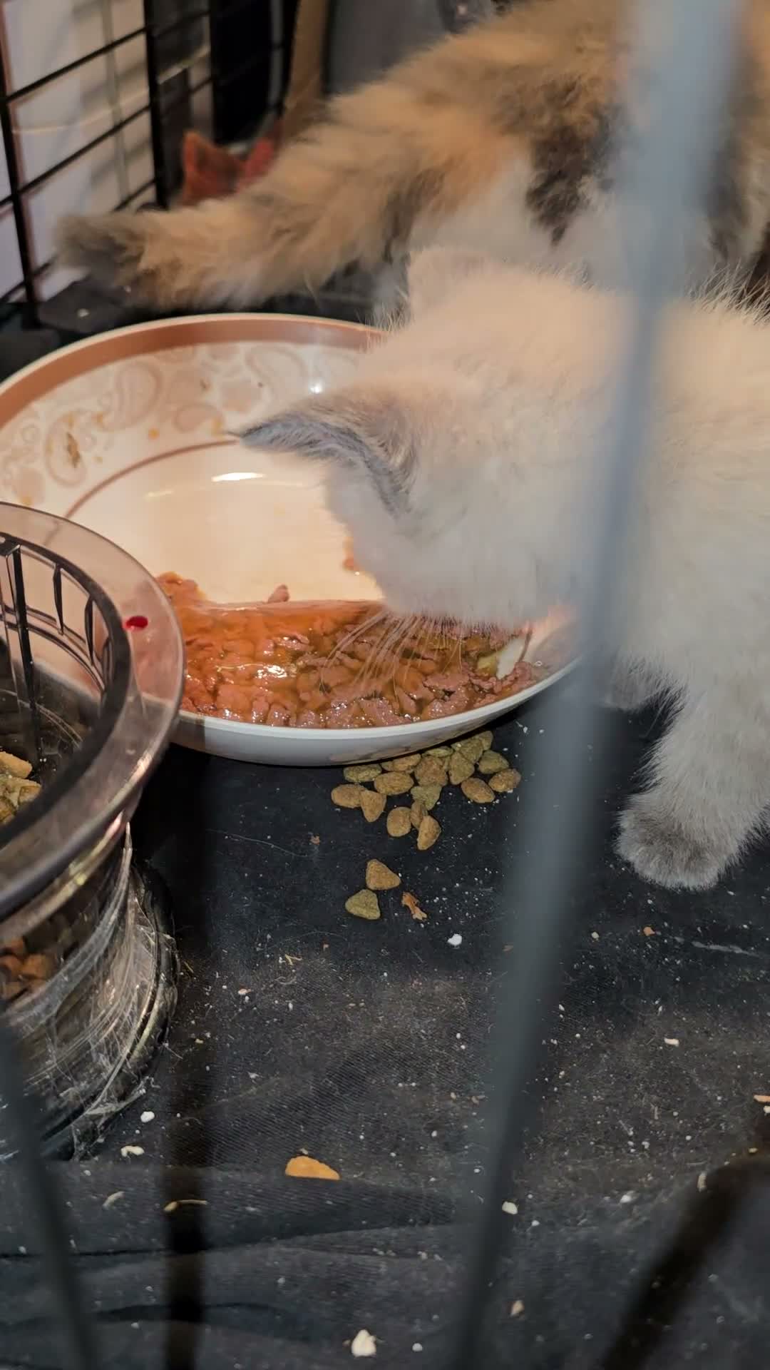 Mixed Breed cats for sale: 2 Beautiful Female Kittens 11 Weeks Old - Video 2