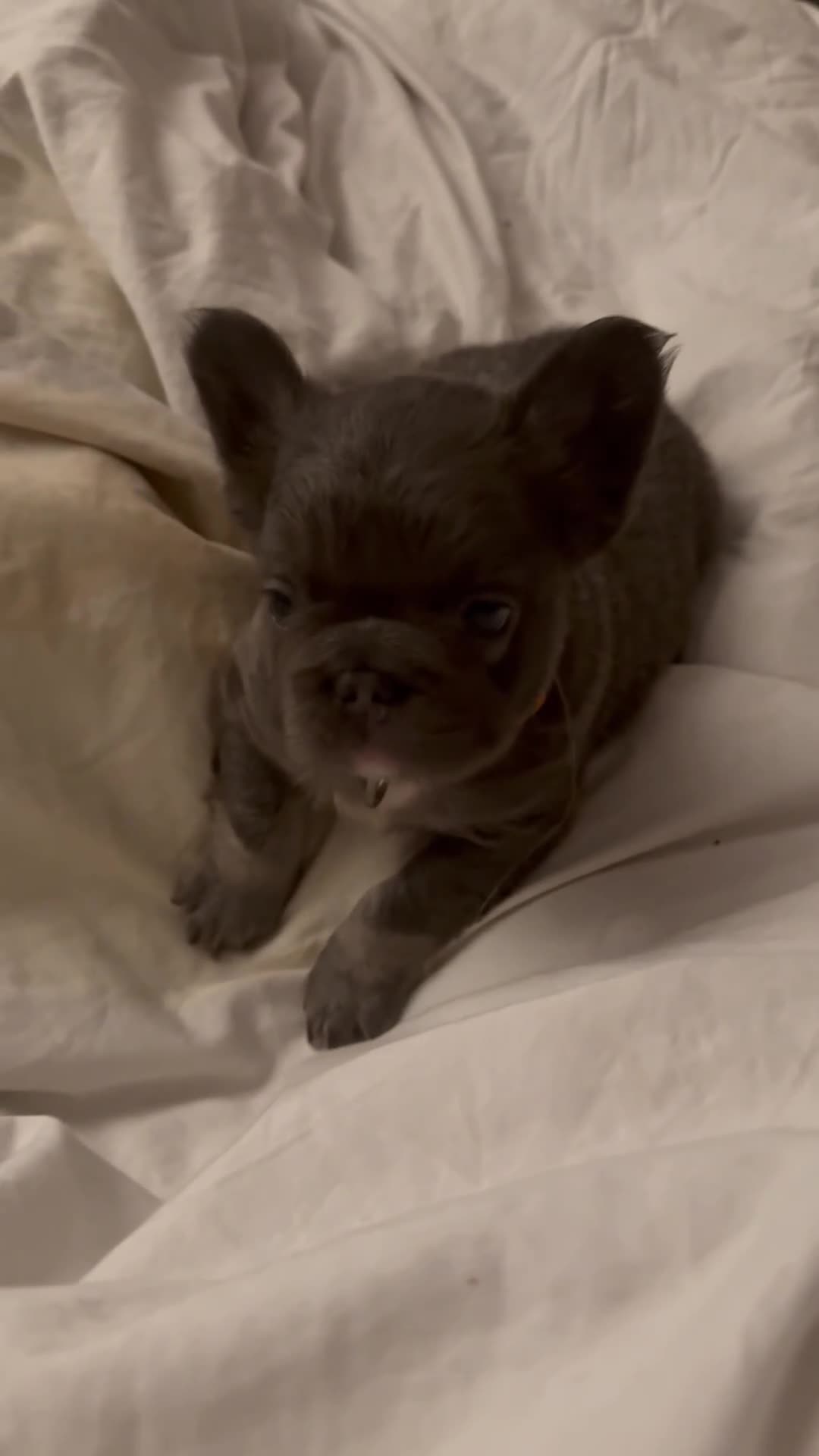 French Bulldog dogs for sale: French bulldogs  - Video 1