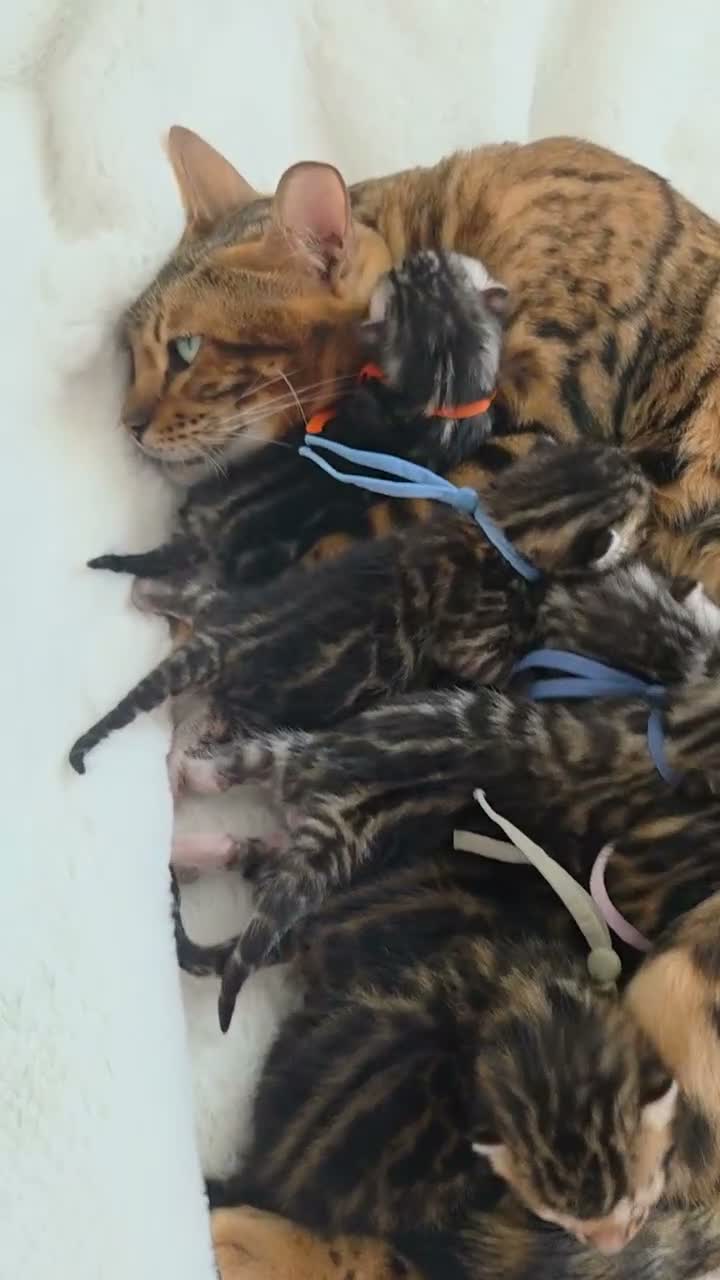 Bengal cats for sale:  Purebred TICA Registered Bengal Kittens 🐾 - Video 1