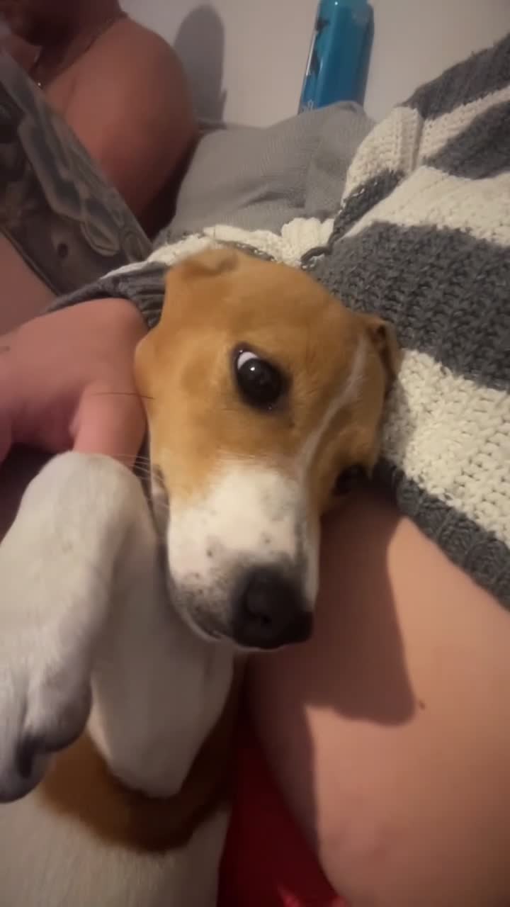 Jack Russell dogs for sale: Jack russel terrier in Hayes - Video 1