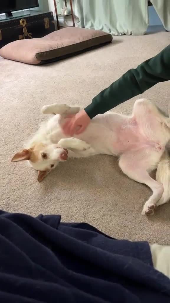 Ibizan Hound dogs for adoption: Vivian - gentle, sweet Podenco in Ayr - Video 1