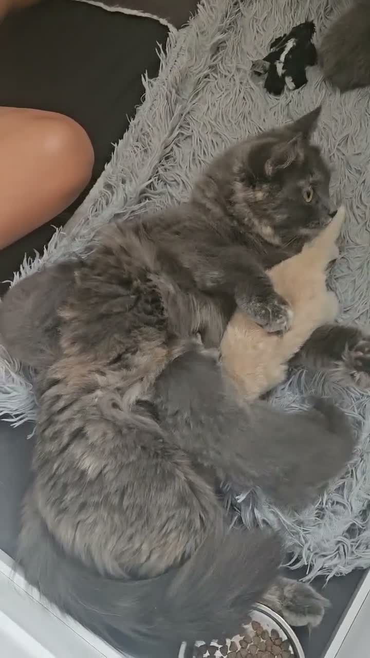 Ragdoll cats for sale: Mixed BSH and Ragdoll fluffy kittens  - Video 1