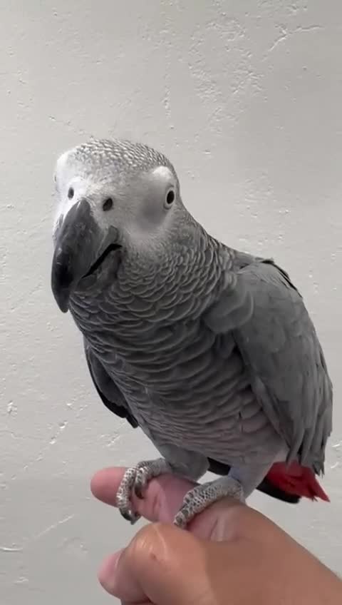 Parrots birds for sale: African Grey Parrot - Video 1