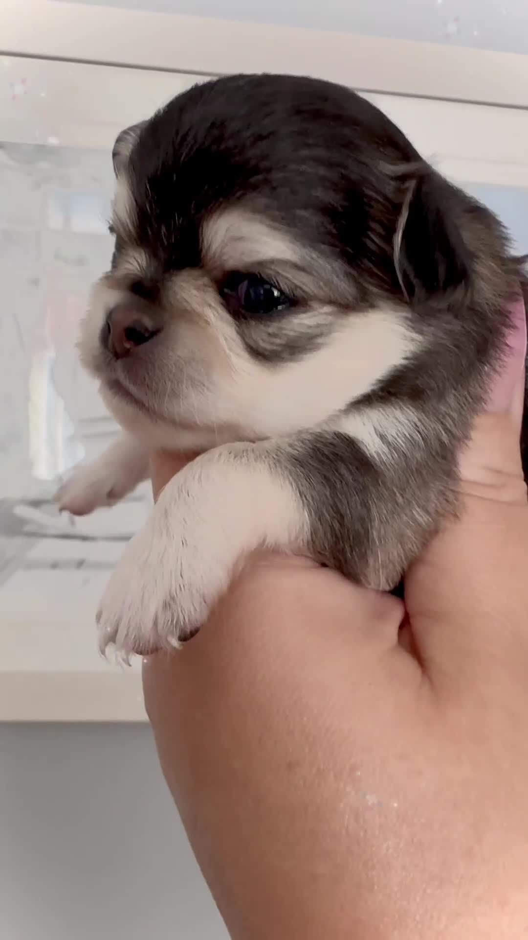 Chihuahua dogs for sale: KC rare husky marking chihuahua puppies Thai lines - Video 1
