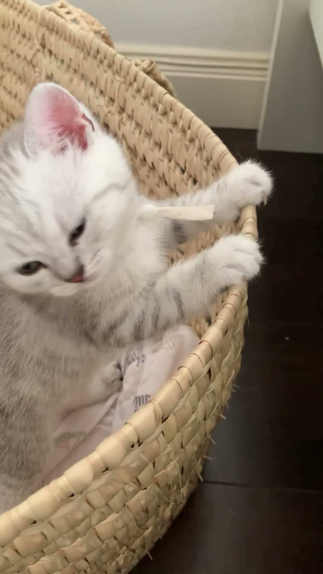 British Shorthair cats for sale: Beautiful British Shorthair Babies 🤍 - Video 3