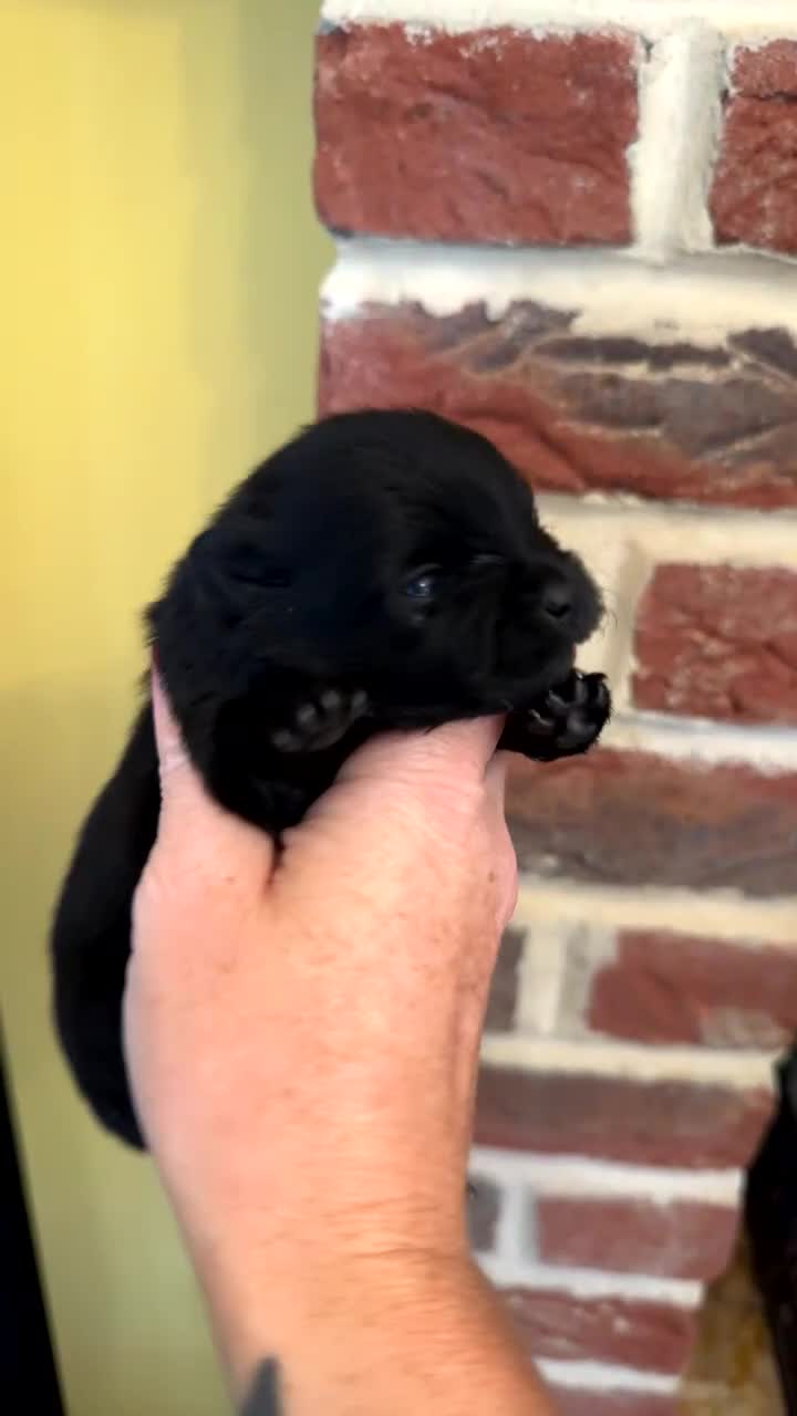Pomeranian dogs for sale: Pomeranian puppies  - Video 1