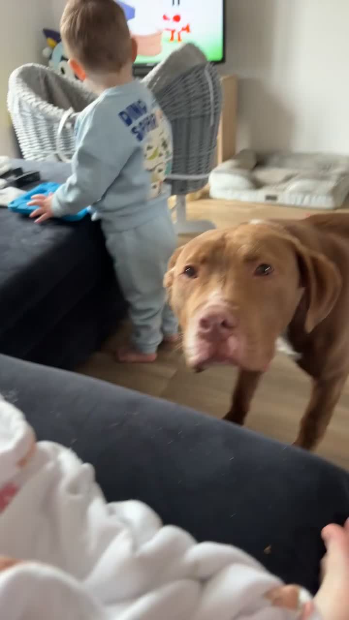 Mixed Breed dogs for sale: Bowen-9 months - Video 1