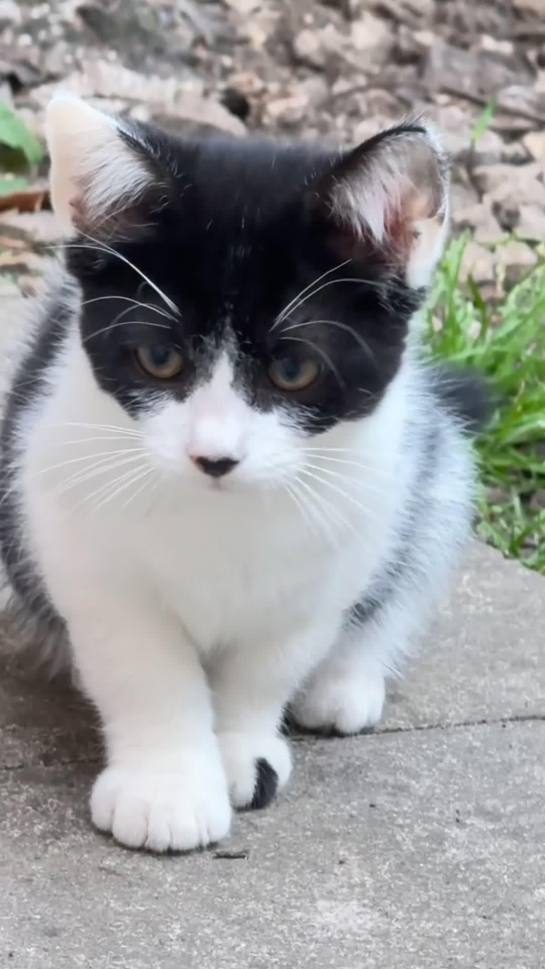 Mixed Breed cats for sale: 3 bicolor kitten  - Video 2