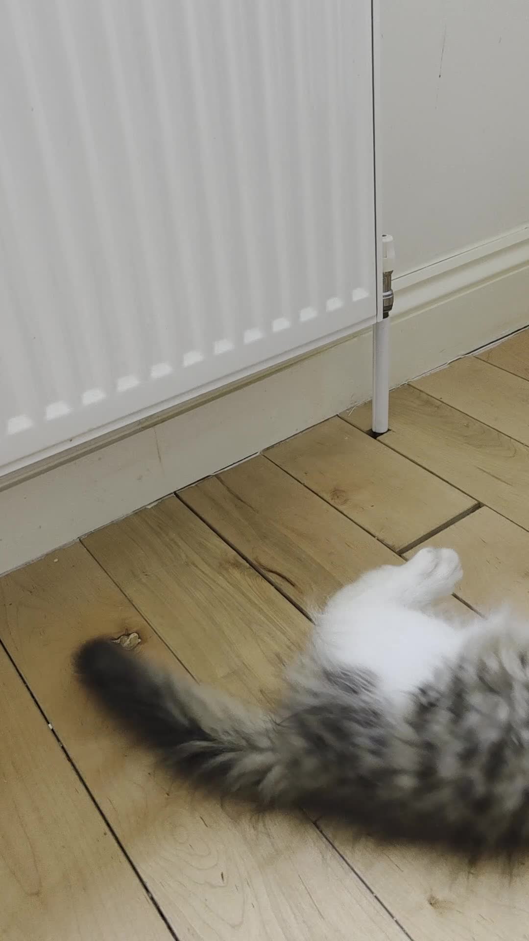 Siberian cats for sale: Special needs Siberian Kitten needs a loving home - Video 1