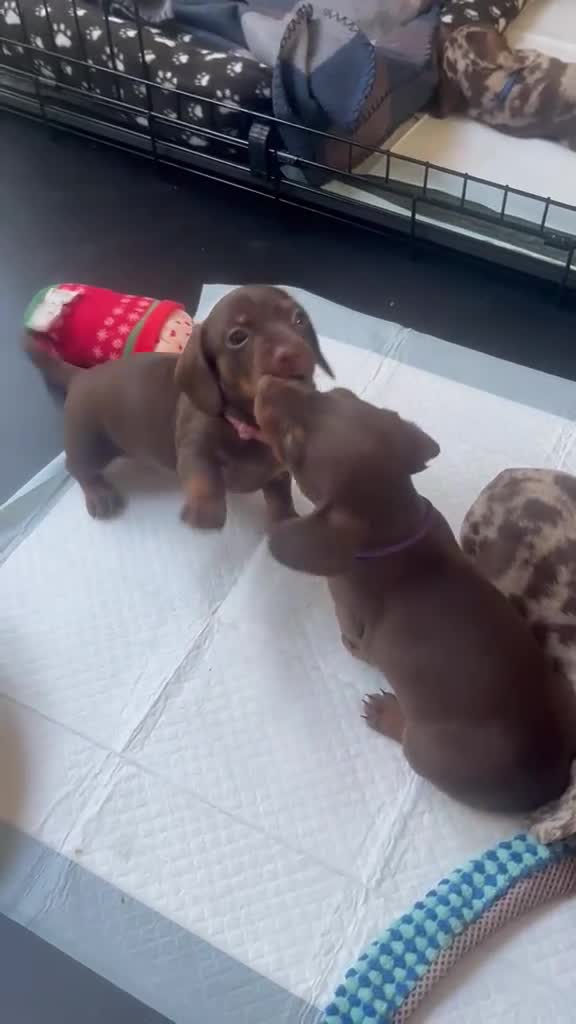 Miniature Dachshund dogs for sale: Beautiful pups from an experienced home  - Video 2