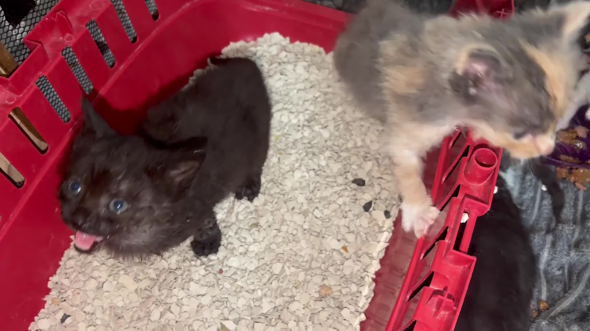 Mixed Breed cats for sale: 7 Kittens - Video 3