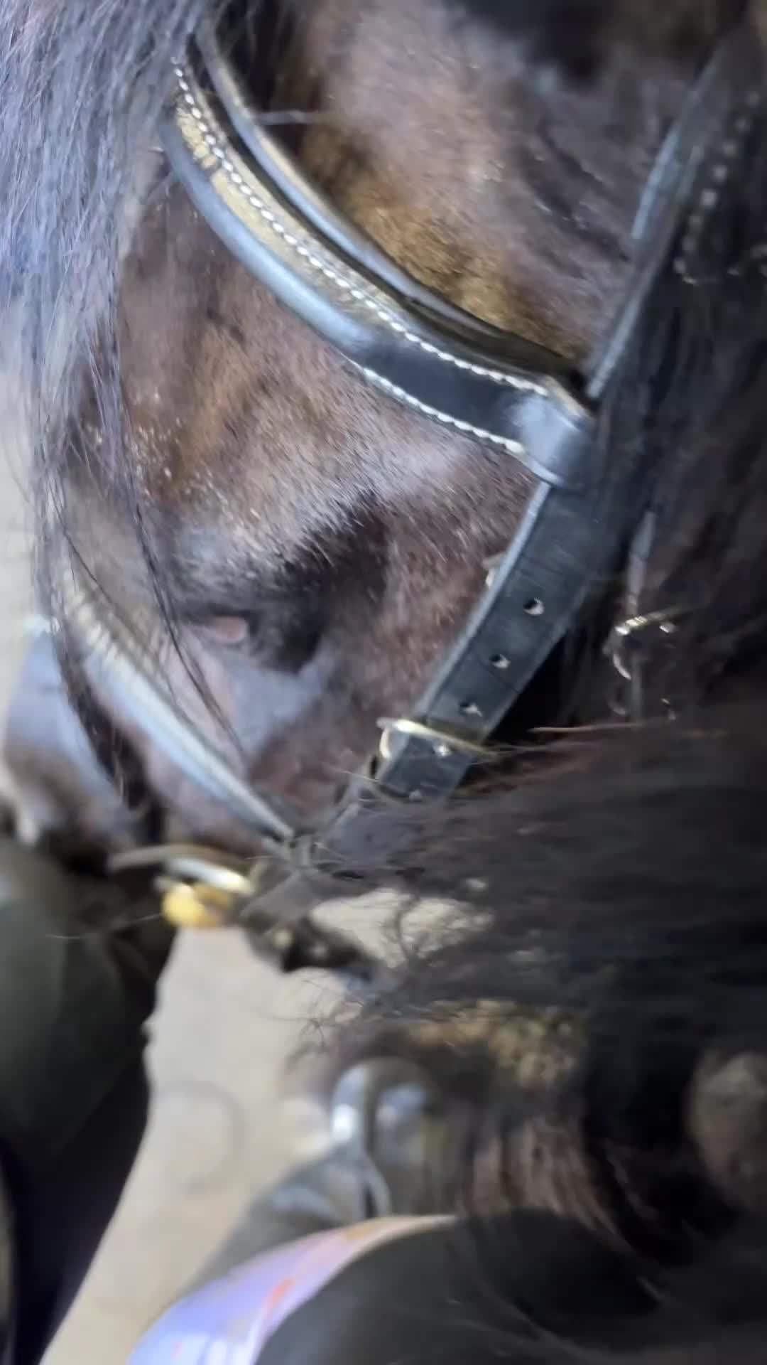 Irish Cob horses for sale: Real life black beauty. - Video 1