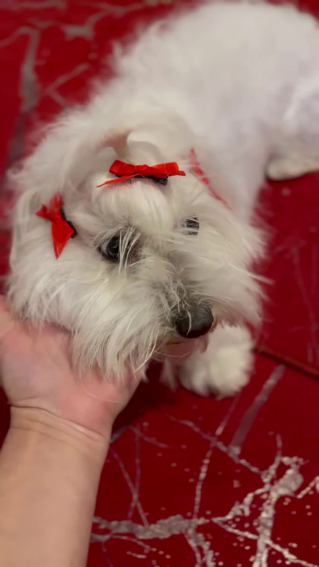 Maltese dogs for sale: Lolita is looking for a new loving family - Video 2