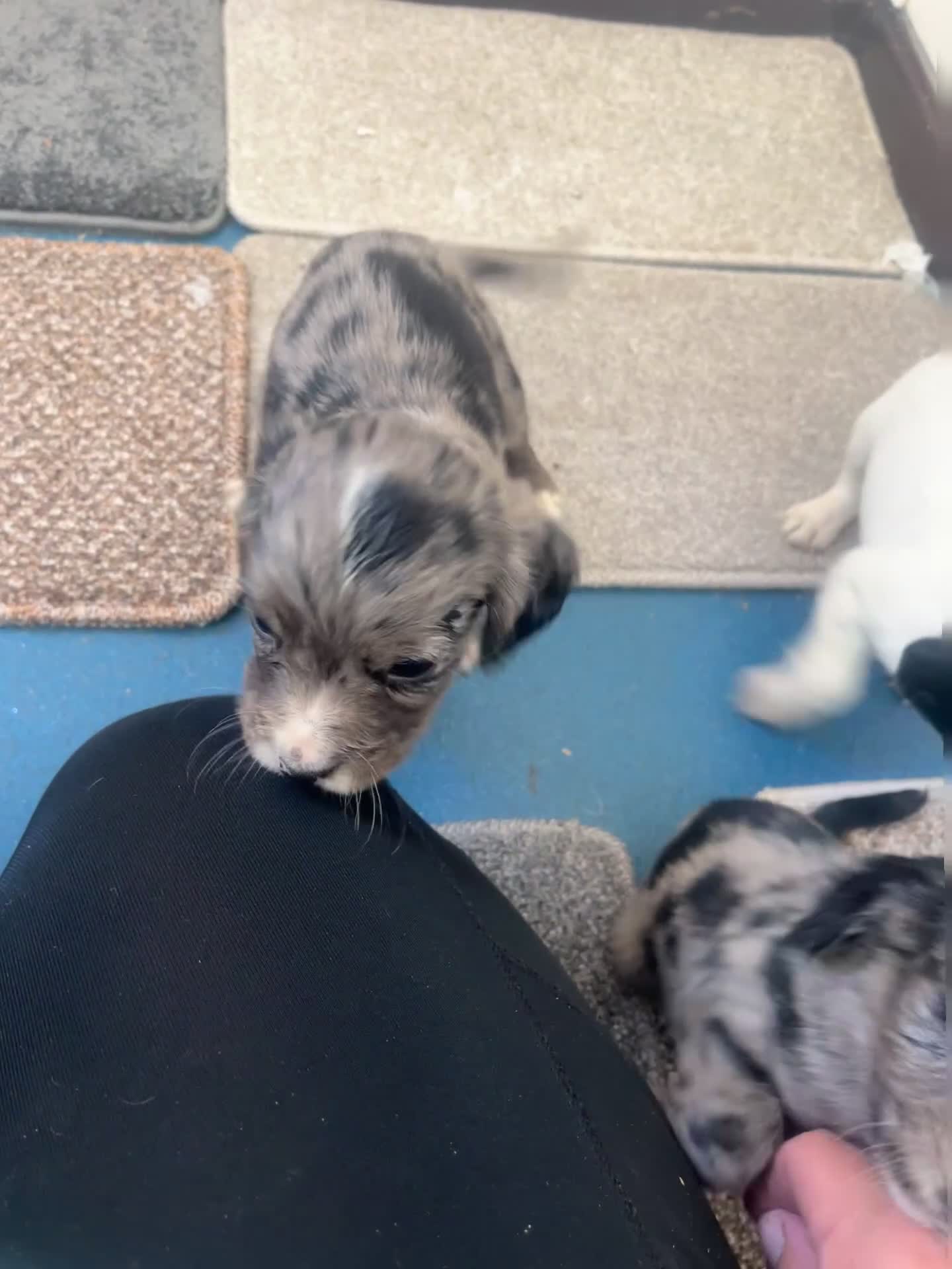 Cocker Spaniel dogs for sale: Working cocker spaniel puppies - Video 2