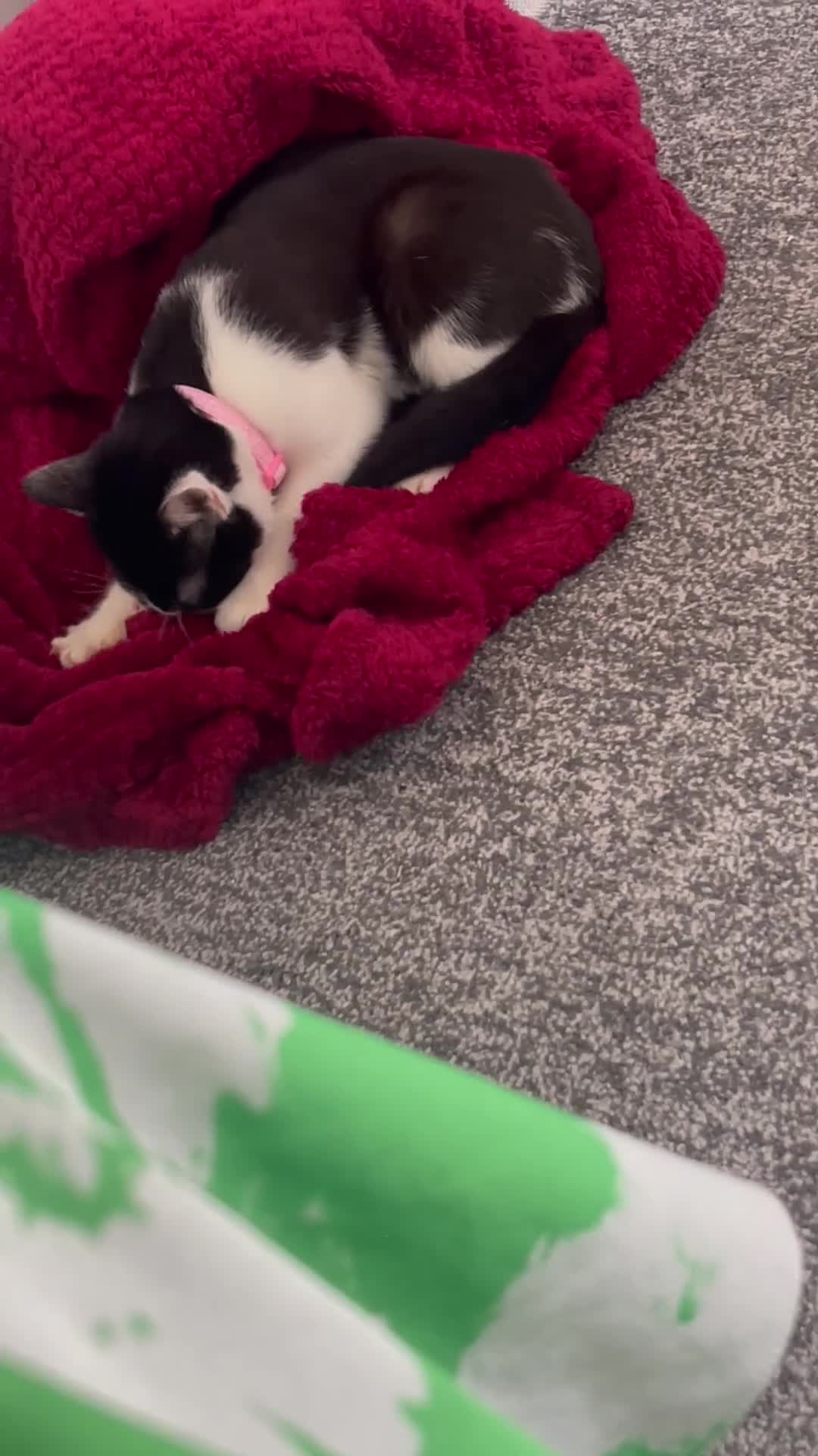 Domestic Shorthair cats for sale: Tuxedo cat male looking for a loving home. - Video 1