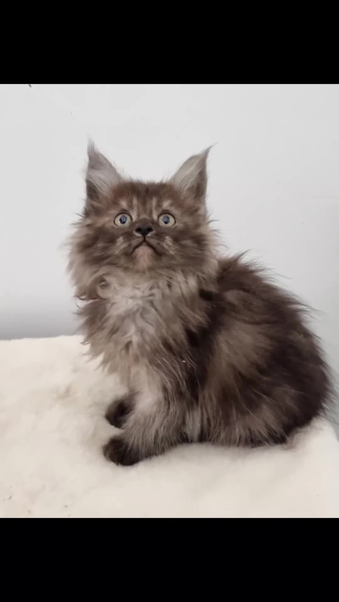 Maine Coon cats for sale: Maine Coon GCCF pedigree registered kittens - Video 1