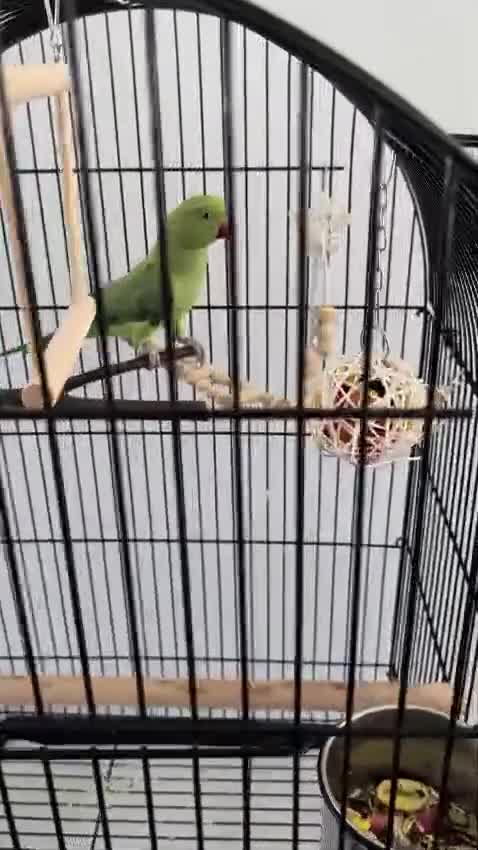 Ringnecks birds for sale: Indian ringneck parrot with full setup  - Video 2