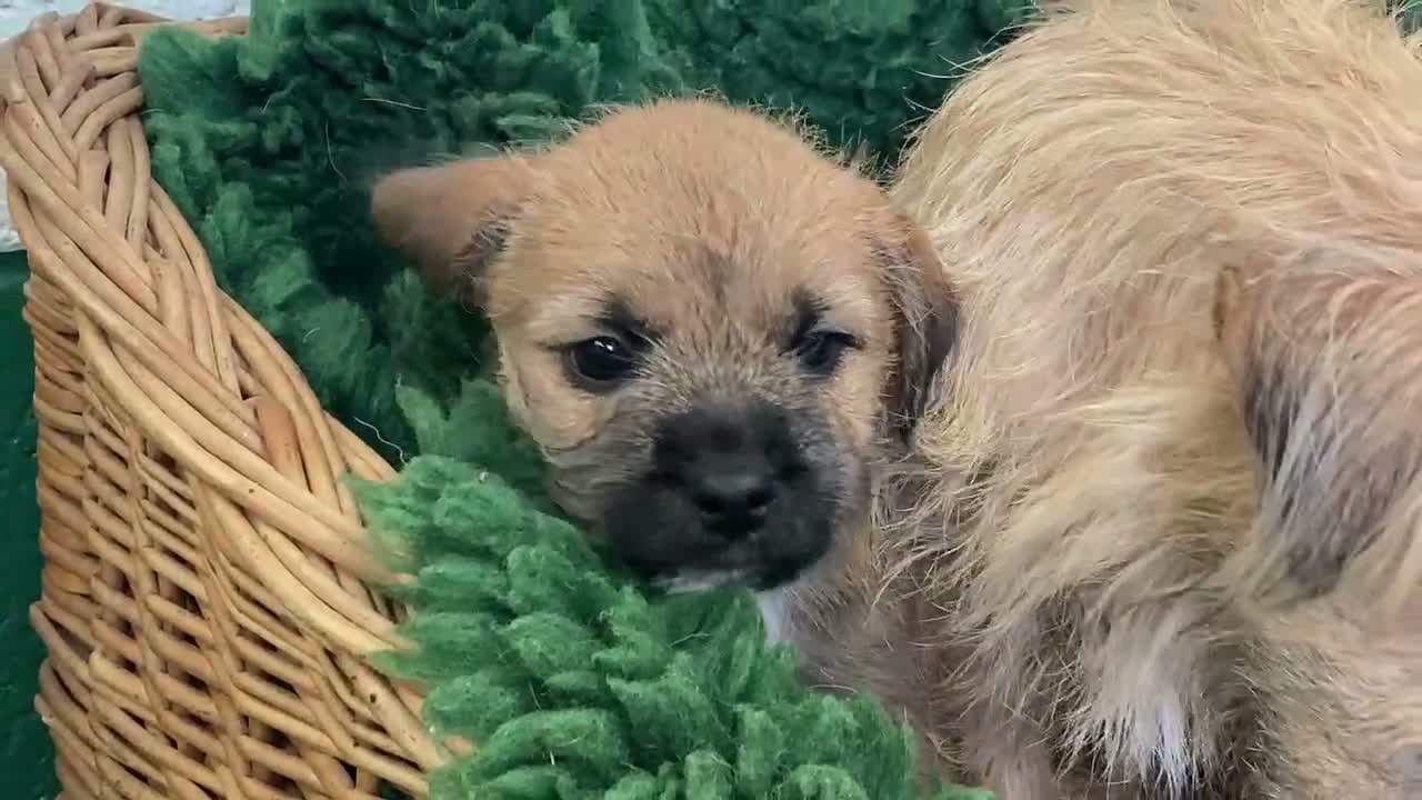 Mixed Breed dogs for sale: Border Terrier x Norfolk - Video 1
