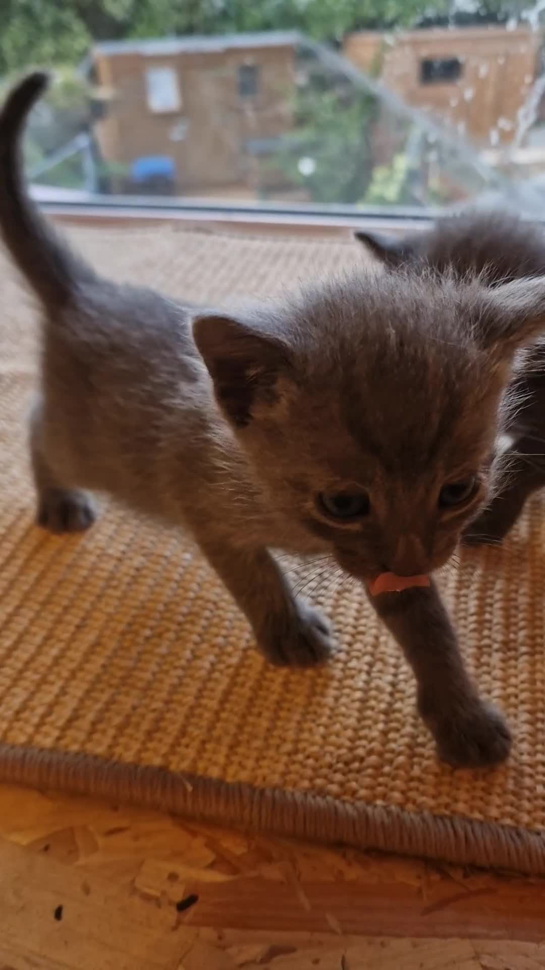 Russian Blue cats for sale: Pure Russian Blue kittens 2 boys one girl - Video 3