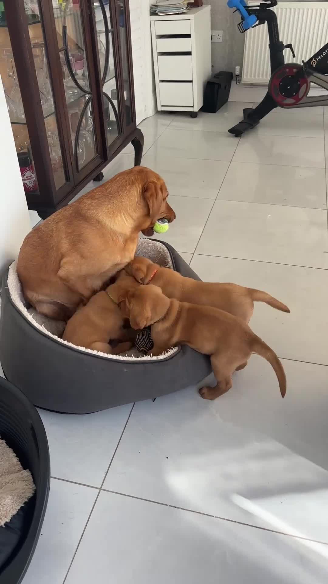 Labrador Retriever dogs for sale: Red Fox Labrador Puppy. Last One of Litter  - Video 1