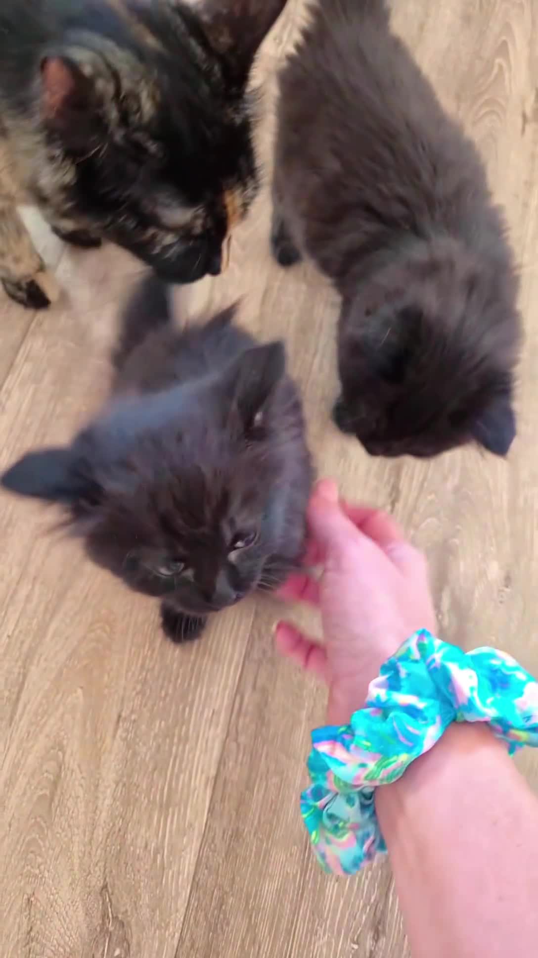 Mixed Breed cats for sale: VERY FRIENDLY FLUFFY KITTENS - Video 1
