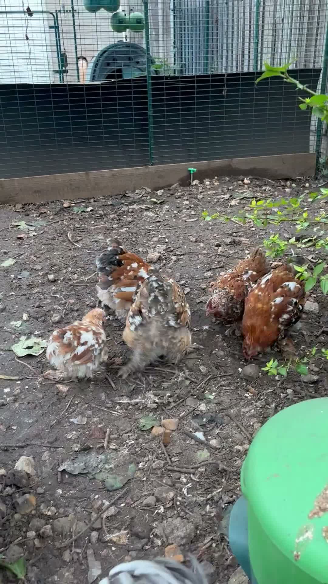 Chickens poultry for sale: Pekin hens and 1 cockerel  - Video 1