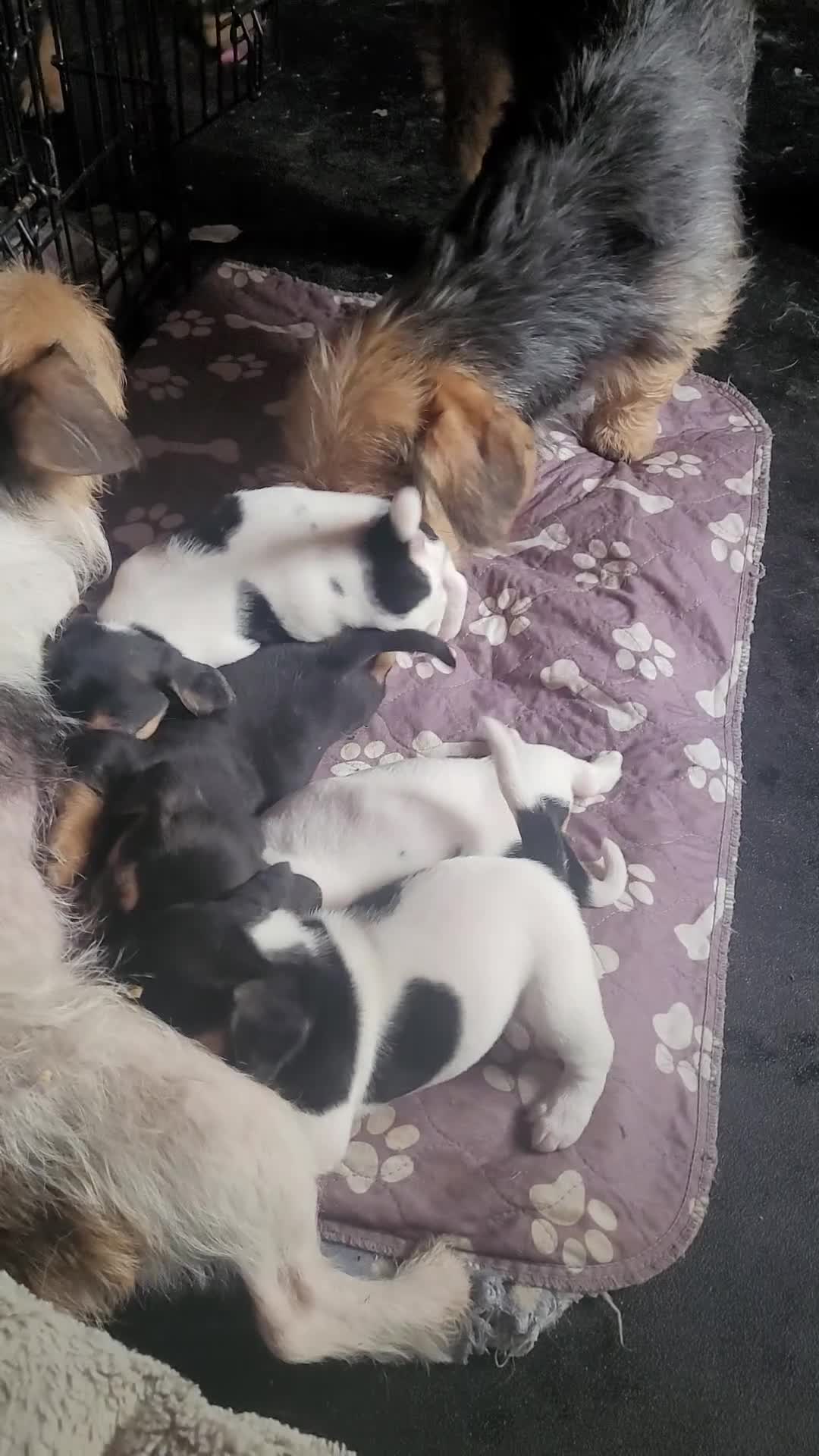 Jack Chi dogs for sale: Beautiful Jack Chi Puppies - Video 1