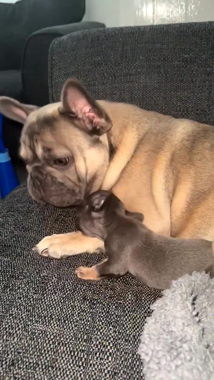 French Bulldog dogs for sale: 1 year old frenchie  in Birkenhead - Video 1